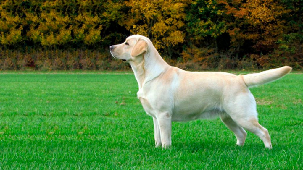 perros peru Labrador retriever