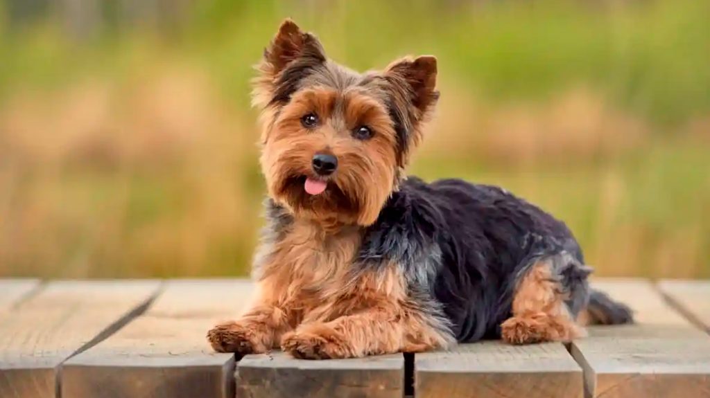 perros peru Yorkshire Terrier