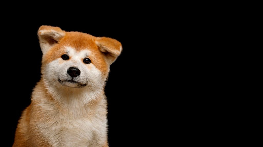 perros peru akita inu