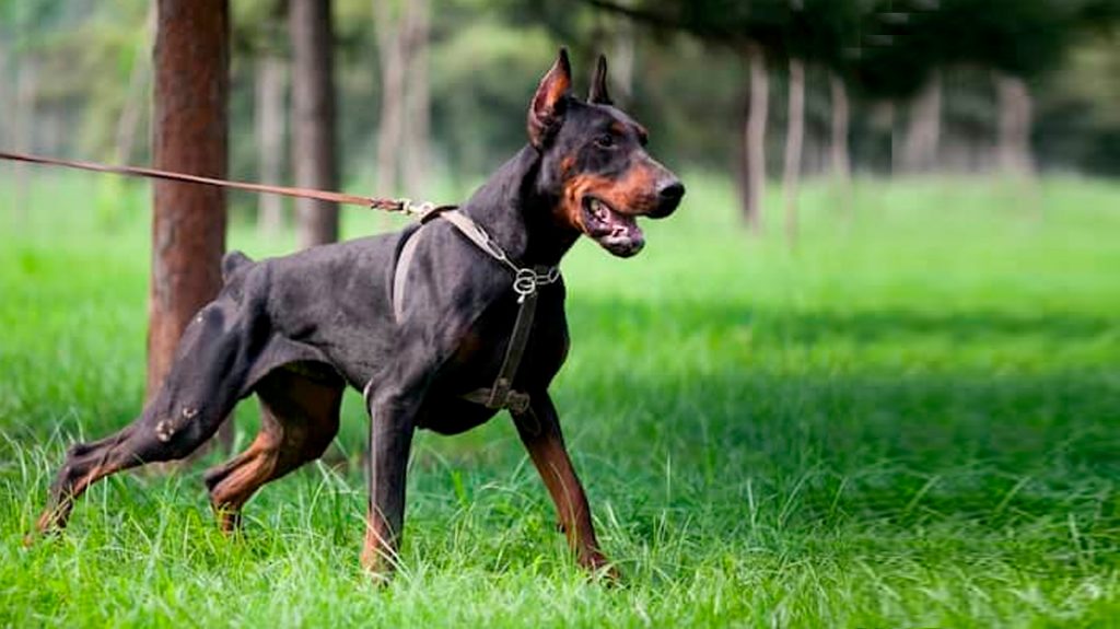 perros peru doberman