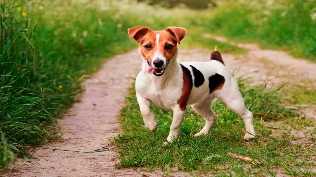 perros peru jack russel terrier