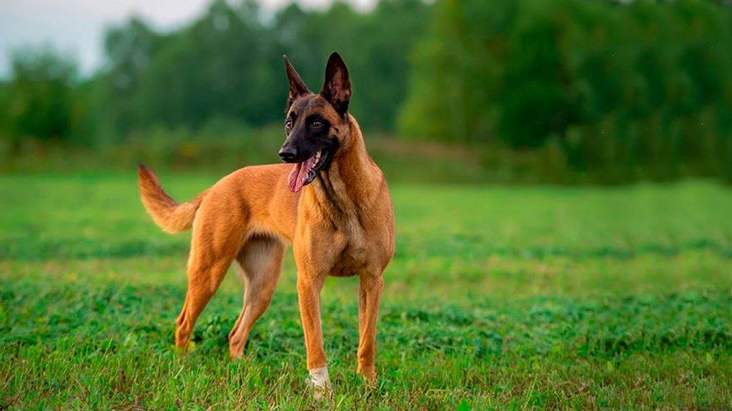 perros peru pastor belga