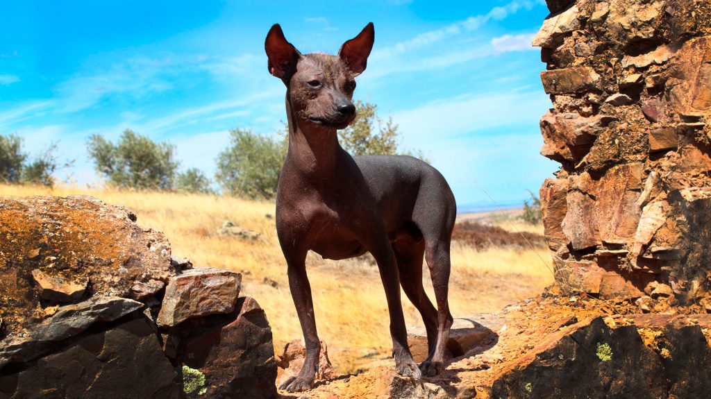 perros peru perro peruano