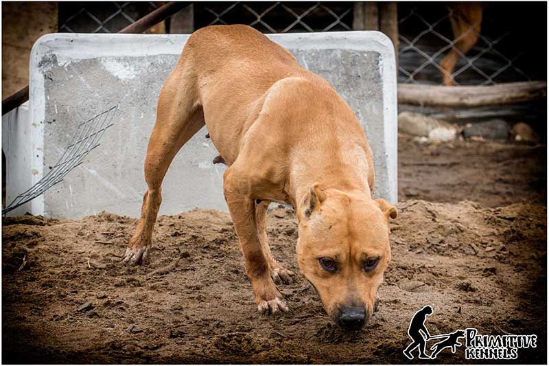 Registrado en Perros Peru