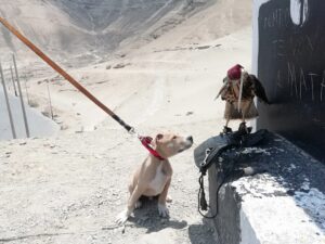 Registrado en Perros Peru