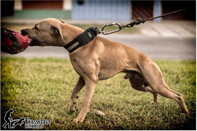 Registrado en Perros Peru