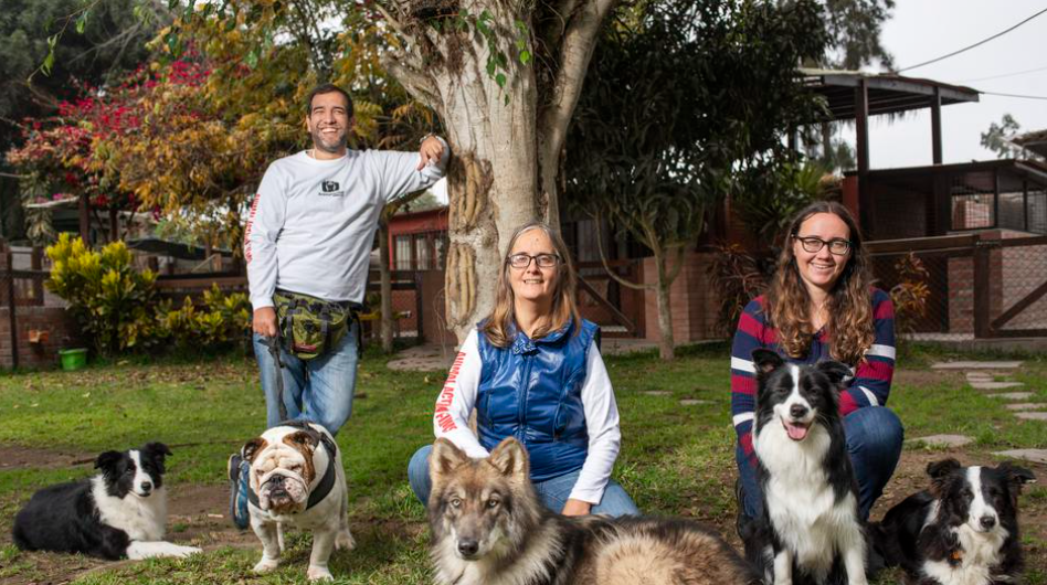 imagen perros peru